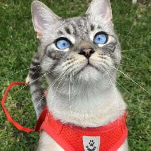 red reflective cat harness leash set