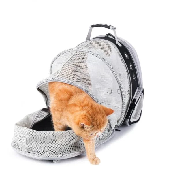 ginger persian cat playing black expandable clear bubble cat backpack back view