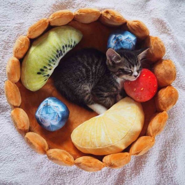 kitten sleeping in fruit tart cat bed