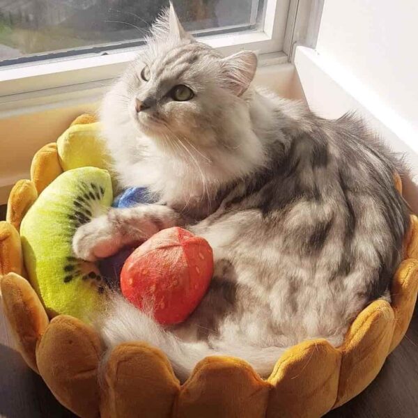maine coon playing in fruit tart cat bed