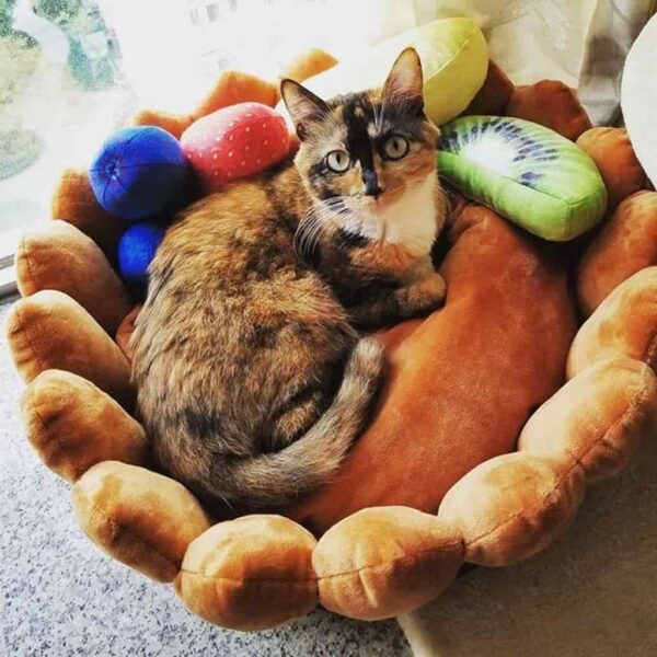 tabby cat playing in fruit tart cat bed